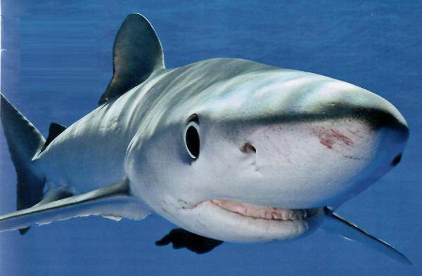 Colectia Minunile naturii - Dintele de rechin