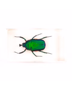 Insecte din toata lumea - Carabusul de smarald