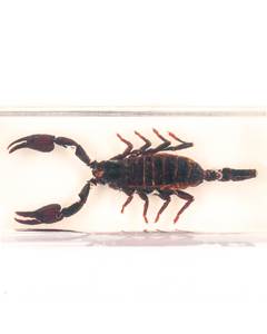 Insecte din toata lumea - Scorpionul gigant