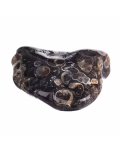 Mineralele pamantului nr.36 - Turritella