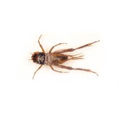 Insecte reale nr.10 - Greierul asiatic