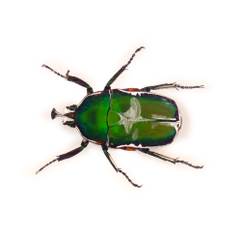 Insecte reale nr. 4 - Carabusul oriental