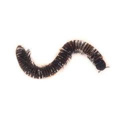 Insecte reale nr.19 - Miriapodele