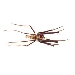 Insecte reale nr.21 - Paianjenul de aur