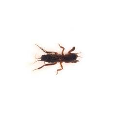 Insecte reale nr.22 - Coropisnitele