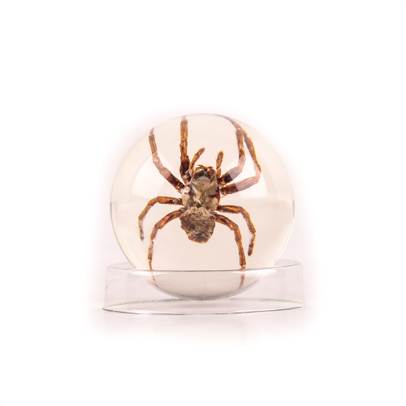 Minunile Naturii nr.3 - Insecta - Paianjenul asiatic