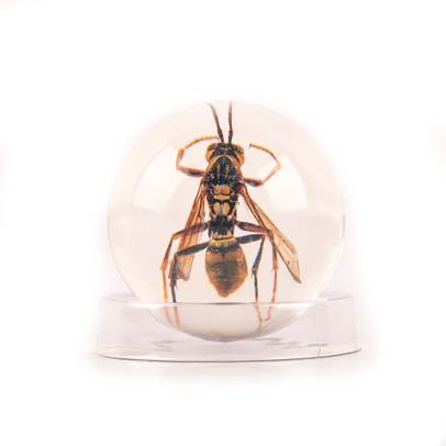 Minunile Naturii nr.5 - Insecta - Viespea de hartie