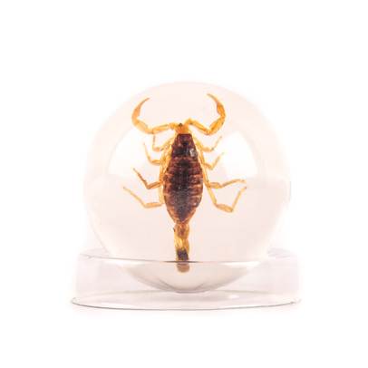 Minunile Naturii nr.1 - Insecta - Scorpionul maniciurian