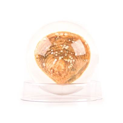 Minunile Naturii nr.7 - Fosila - Scoica Venus