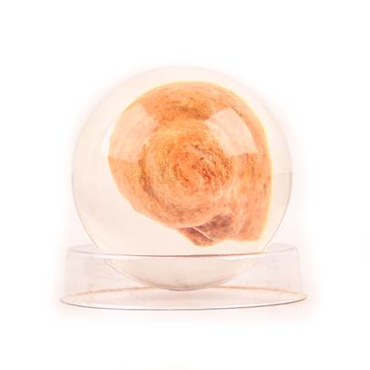 Minunile Naturii nr.12 - Fosila - Cochilie de Gastropod