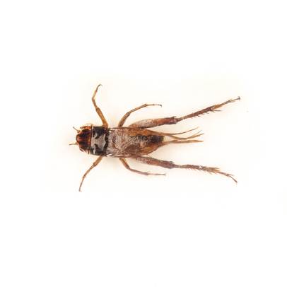 Insecte reale nr.10 - Greierul asiatic