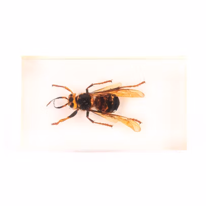 Insecte din toata lumea - Viespea gigant