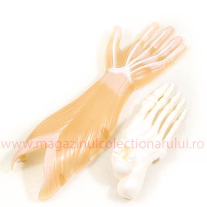 Distreaza-te si descopera corpul omenesc Nr.34 - Laba piciorului drept si antebratul anterior stang