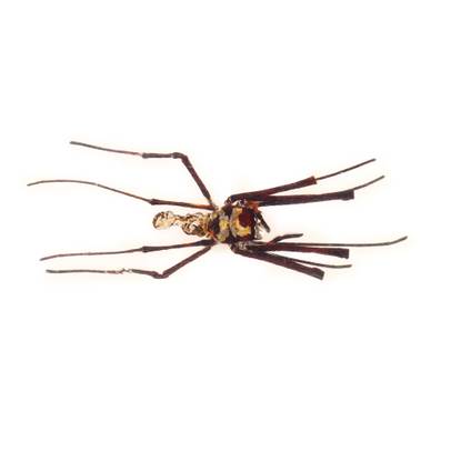 Insecte reale nr.21 - Paianjenul de aur