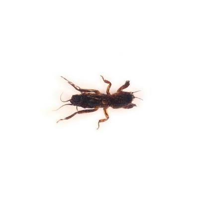 Insecte reale nr.22 - Coropisnitele