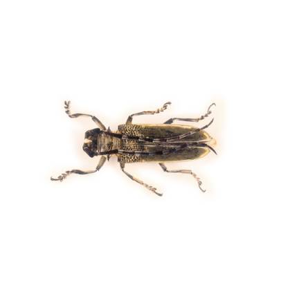 Insecte reale nr.25 - Croitorul mare al stejarului