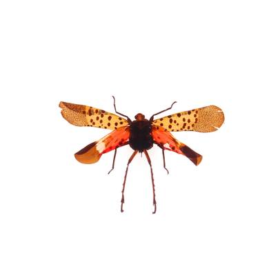 Insecte reale nr.45 - Cicada punctata