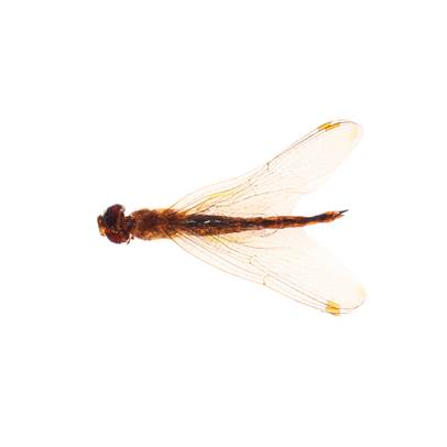 Insecte reale nr.52 - Libelula asiatica