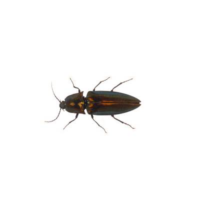 Insecte reale nr.53 - Faurul