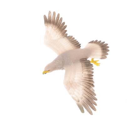 Falcons & Co. DeAgostini - Vulturul Rosiatic