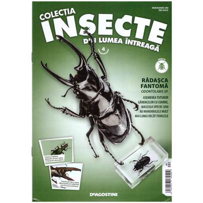 Insecte din lumea intreaga nr.4 - Radasca fantoma