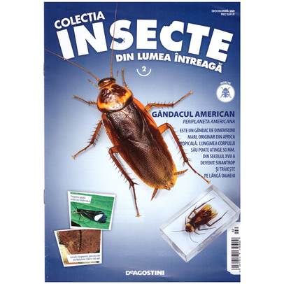 Insecte din lumea intreaga nr.2 - Gandacul american