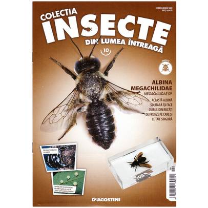 Insecte din lumea intreaga nr.10 - Albina Megachilidae