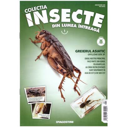 Insecte din lumea intreaga nr.1 -  Greierul asiatic