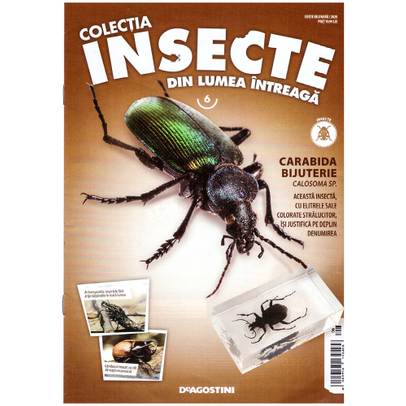Insecte din lumea intreaga nr.6 - Carabida Bijuterie