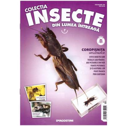 Insecte din lumea intreaga nr.7 - Coropisnita