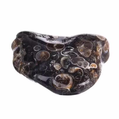 Mineralele pamantului nr.36 - Turritella-2