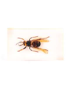 Insecte din toata lumea - Viespea gigant