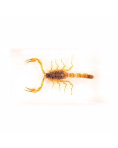 Insecte din toata lumea - Scorpionul manciurian auriu