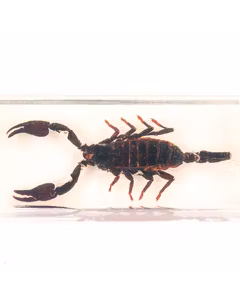 Insecte din toata lumea - Scorpionul gigant