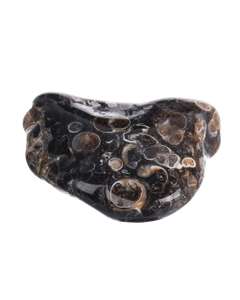 Mineralele pamantului nr.36 - Turritella