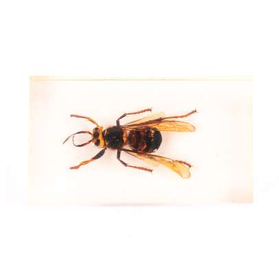 Insecte din toata lumea - Viespea gigant