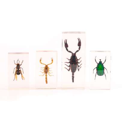 Pachet 4 Insecte din toata lumea, colectie Hachette